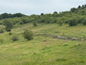 Low Fold Farm